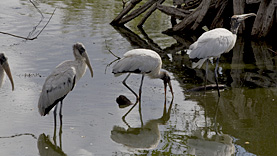 Anhinga Trail