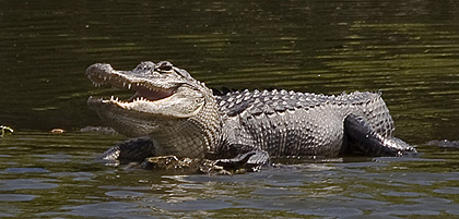 Alligator