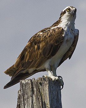 Osprey