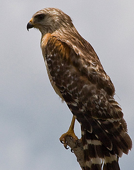 Rotschulterbussard