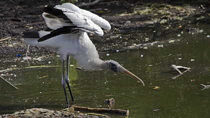 Anhinga Trail