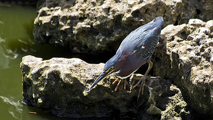 Anhinga Trail