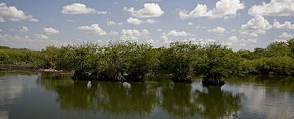 Anhinga Trail