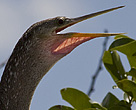 Anhinga