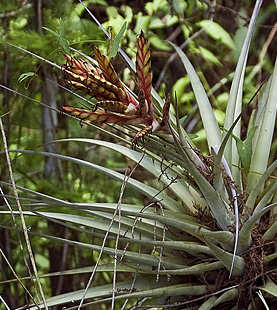 Corkscrew Swamp Sanctuary