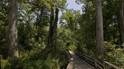 Corkscrew Swamp Sanctuary