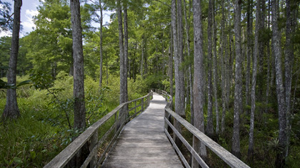 Corkscrew Swamp Sanctuary