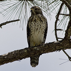 Corkscrew Swamp Sanctuary