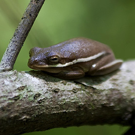 Corkscrew Swamp Sanctuary