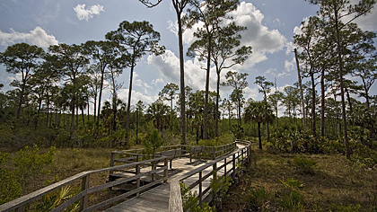 Corkscrew Swamp Sanctuary