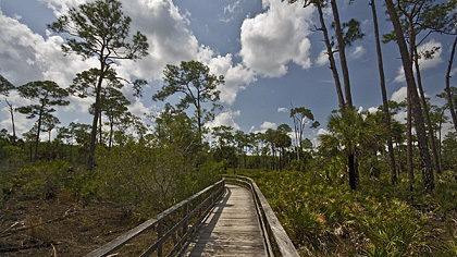 Corkscrew Swamp Sanctuary