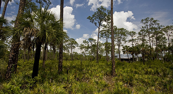 Corkscrew Swamp Sanctuary