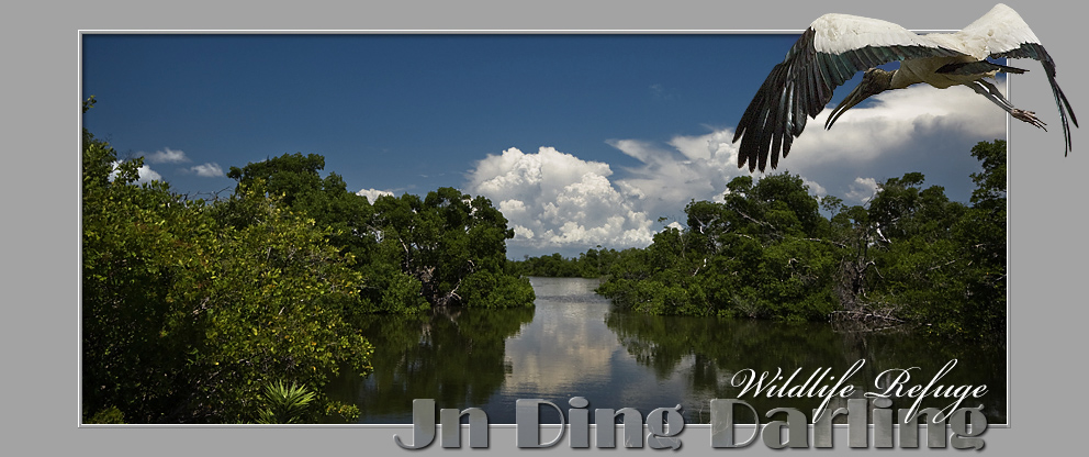 Ding Darling Wildlife Drive