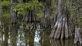 Big Cypress Loop Road