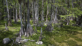 Big Cypress Loop Road