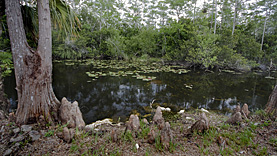 Big Cypress Loop Road