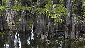 Big Cypress Loop Road