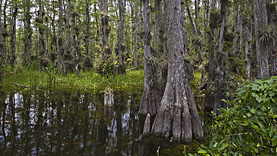 Big Cypress Loop Road