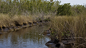 Airboat Ride