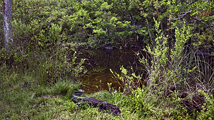 Big Cypress Loop Road