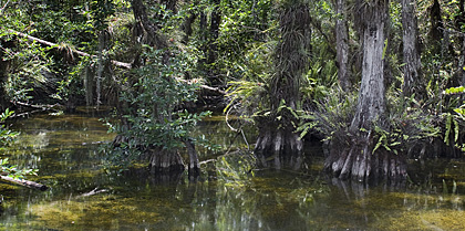 Big Cypress Loop Road