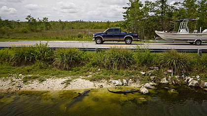 Big Cypress