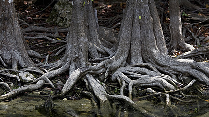 Big Cypress Loop Road