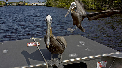 Airboat Ride Everglades City