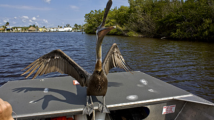 Airboat Ride Everglades City