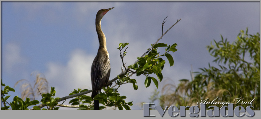 Anhinga Trail