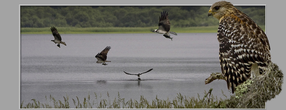 Myakka River SP