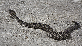 Gatorland