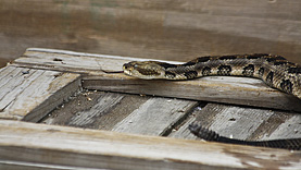 Gatorland