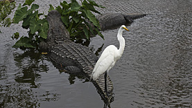 Gatorland