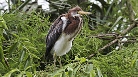 Gatorland