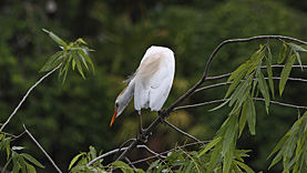 Gatorland