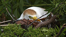 Gatorland