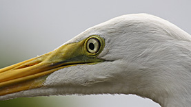 Gatorland