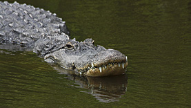 Gatorland