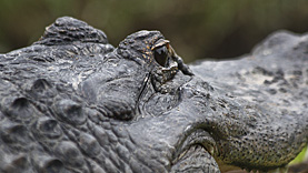 Gatorland