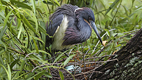 Gatorland