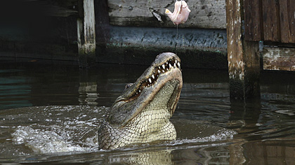 Gatorland