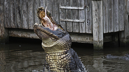 Gatorland