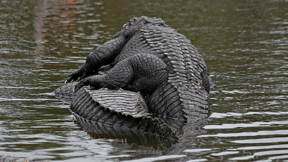 Gatorland