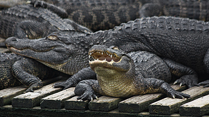 Gatorland