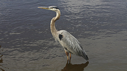 Gatorland