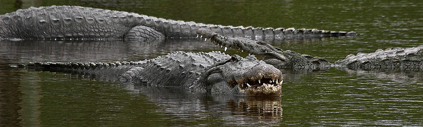 Gatorland