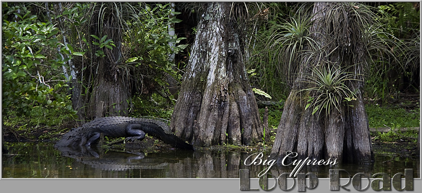 Big Cypress Loop Road