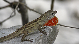 Black Point Wildlife Drive