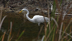 Black Point Wildlife Drive